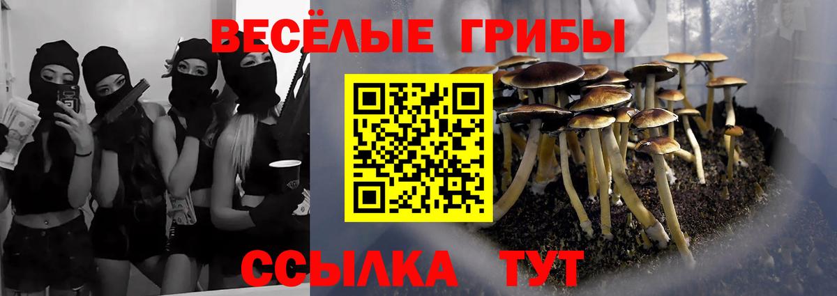 наркотики  Вход с VPN  Вятские Поляны  Псилоцибиновые грибы Cubensis 